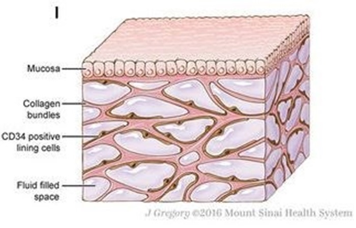 Novo órgão do corpo humano é descoberto por cientistas